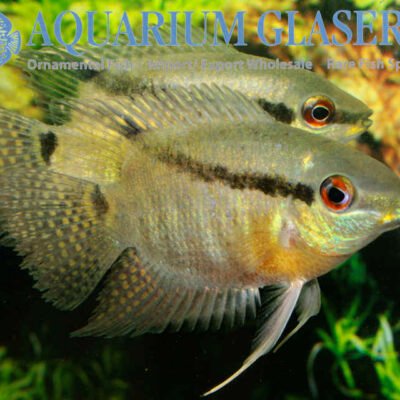 Mesonauta cf.mirificus wild 5-7cm