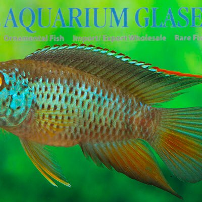 Dwarf nannacara (Nannacara anomala g.br.) md–lg