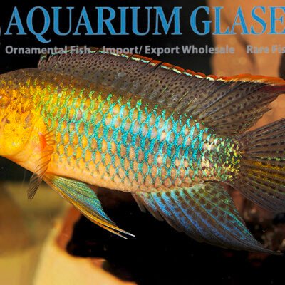 N.aureocephalus SOUROUROU g.br md