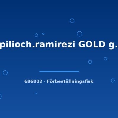 Papilioch.ramirezi GOLD g.br. 2,5-3cm