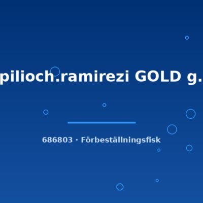 Papilioch.ramirezi GOLD g.br. 3-4cm