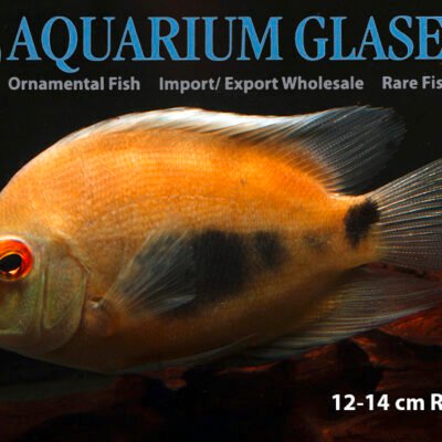 Uaru amphiacanthoides bred 3-4cm