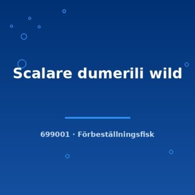 Scalare dumerili wild sm-md