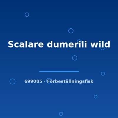 Scalare dumerili wild lg-xlg