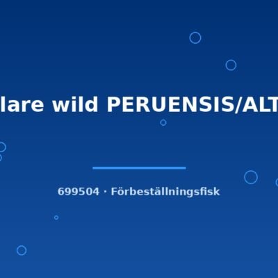 Scalare wild PERUENSIS/ALTUM lg