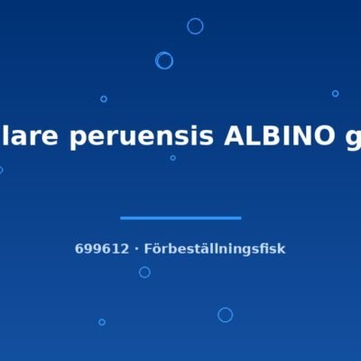 Scalare peruensis ALBINO g.br. md