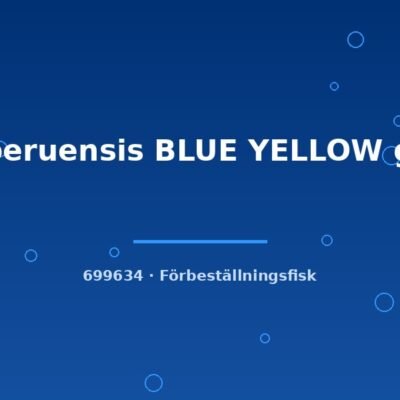 Sc.peruensis BLUE YELLOW g.br. lg-xl