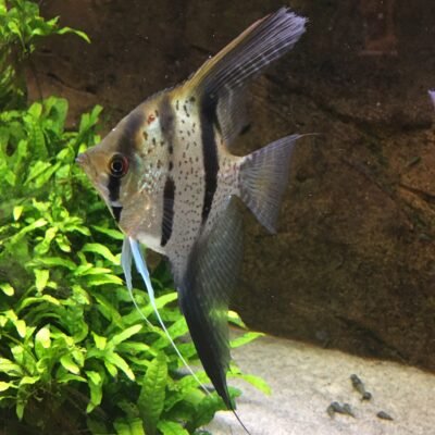Scalare sp.RIO NANAY TYP3 g.br mlg