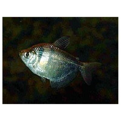 Gymnocorymbus ternetzi-Sorgmanteltetra