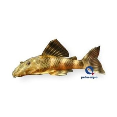 L103 Peckoltia