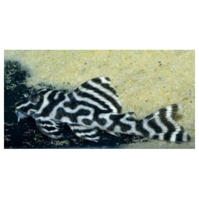Hypancistrus sp. L333