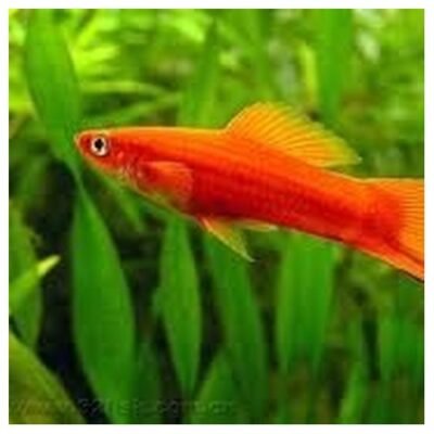 Xiphophorus hellerii- Röd Röd svärdbärare