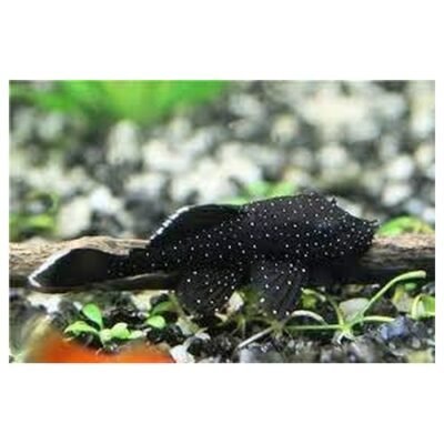 Ancistrus sp. L181