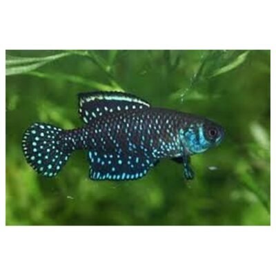 Austrolebias nigripinnis