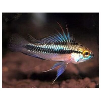 Apistogramma trifasciata