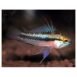 nas-pad-149637-500x500-1