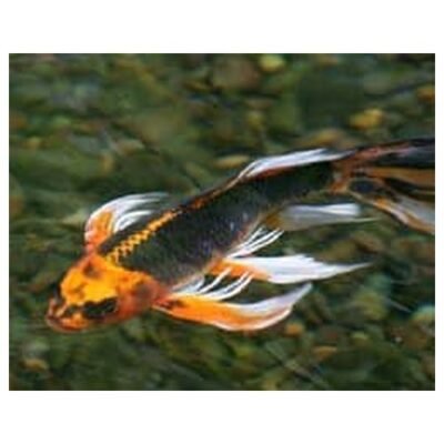 Cyprinus carp. koi / butterfly