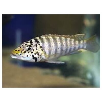 Ctenochromis Horei 6-8cm
