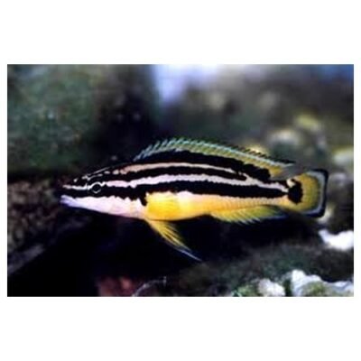 Julidochromis Ornatus 4-6cm