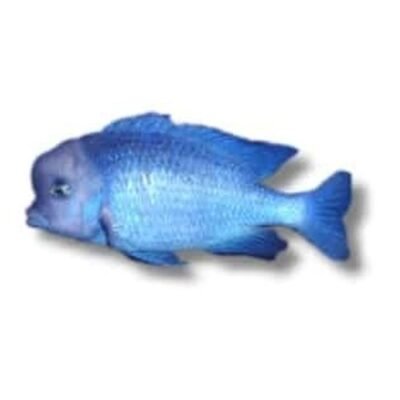 Cyrtocara moorii Blå delfinciklid