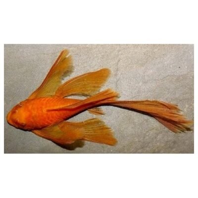 Ancistrus sp super red long fin