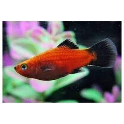 Röd Wagtail Platy