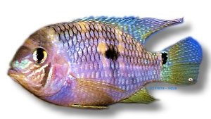 Twin-Spot Cichlid (Aequidens metae) 5–6 cm