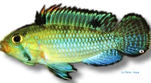 norberti (4 - 5 cm)