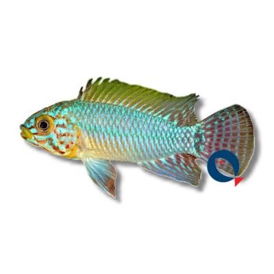 sp. blue head (3 - 4 cm)