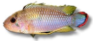 pandourini (3 - 4 cm)