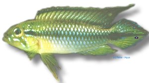 gephyra (3 - 4 cm)