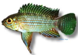 piauiensis (3 - 4 cm)