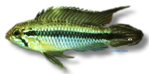 Agassiz' Dwarf Cichlid (Apistogramma agassizii) 3–4 cm