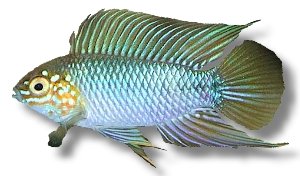 Borelli Dwarf Cichlid, Umbrella cich (Apistogramma borelli) XL