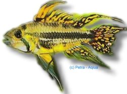 cacatuoides (XL)