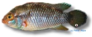 nijsseni (3 - 4 cm)