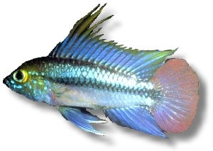 trifasciatum (2,5 - 3 cm)