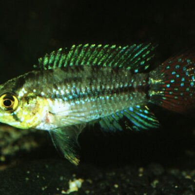 pulcalpensis (XL)