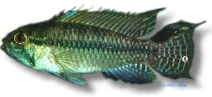 lulingi (XL)