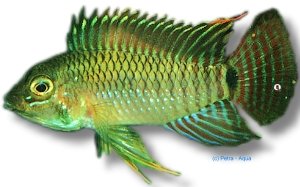 steindachneri (3 - 4 cm)