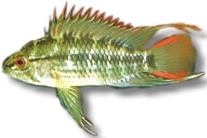 sp. viejeta (XL)