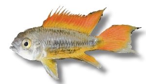 cacatuoides orange (XL)