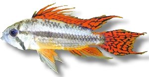 cacatuoides double r (3 - 4 cm)
