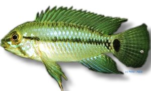 caetei (3 - 4 cm)