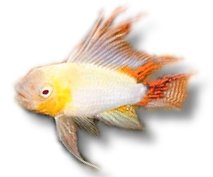 cacatuoides gold (XL)