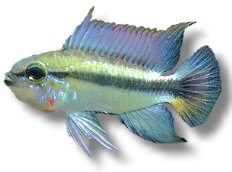 sp. mamore (3 - 4 cm)