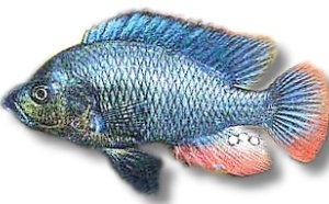 nubila (4 - 5 cm)