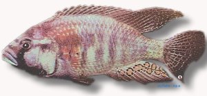 Burton's Nigerian Mouthbreeder (Astatotilapia burtoni) 5–7 cm
