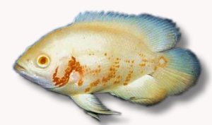 ocellatus albino (3 - 4 cm)