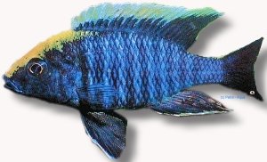 maylandii (4 - 5 cm)
